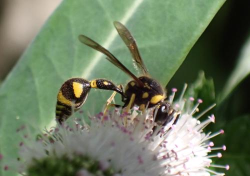 Réf. 330 916 : Eumenes sp.